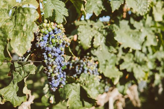 Ripe purple grapes. Vineyards at sunset light. Nature, winemaking concept. High quality photo