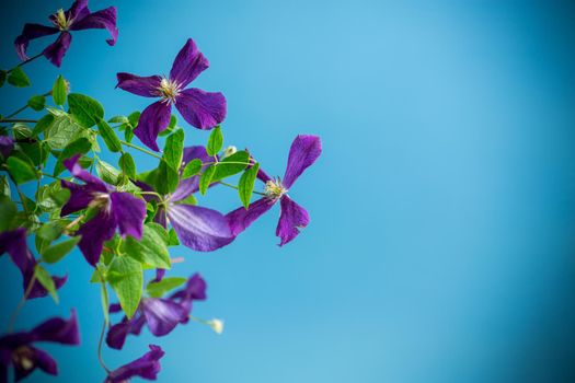 beautiful blooming clematis isolated on a blue background