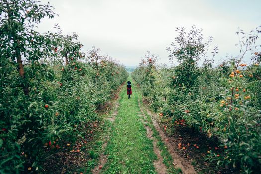 Pretty unusual woman with blue dyed hair walking alone between trees in apple garden at autumn season. Girl goes ahead away from camera. Organic, nature concept. High quality FullHD footage