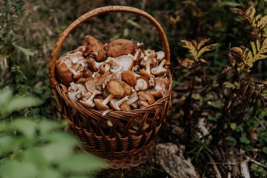 Basket full of gathered mushrooms from forest. Honey agarics, fungus concept,. High quality photo