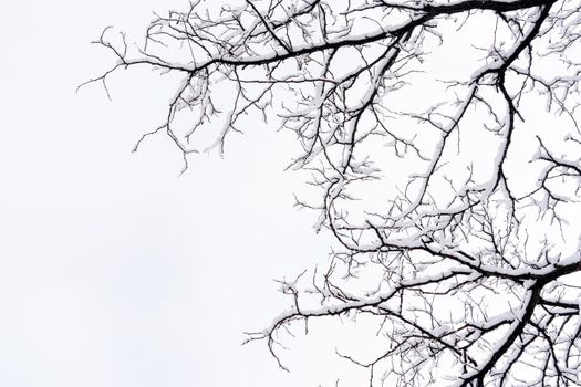 Detail of snowy tree branches with cloudy sky in the background on a cold wintry day