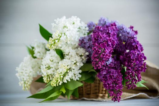 Bouquet of beautiful spring lilacs of different colors on a wooden table