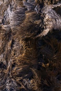 Brown ostrich feathers and down background close up