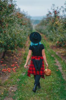 Pretty unusual woman with blue dyed hair walking alone between trees in apple garden at autumn season. Girl goes ahead away from camera. Organic, nature concept. High quality FullHD footage