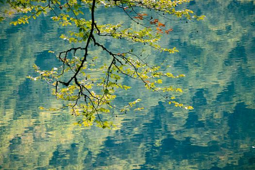 Reflections of a forest in the Lac de Bethmale, pre-Pyrenees, with a single tree branch showing the first signs of autumn in the foreground.