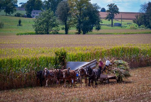 A View of Amish Harvesting There Corn Using Six Horses and Three Men as it was Done Years Ago on a Sunny Fall Day