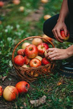 Unrecognizable woman picking up ripe red apple fruits in green garden. Organic lifestyle, agriculture, gardener occupation. High quality photo