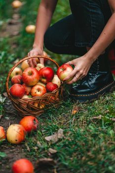 Unrecognizable woman picking up ripe red apple fruits in green garden. Organic lifestyle, agriculture, gardener occupation. High quality photo