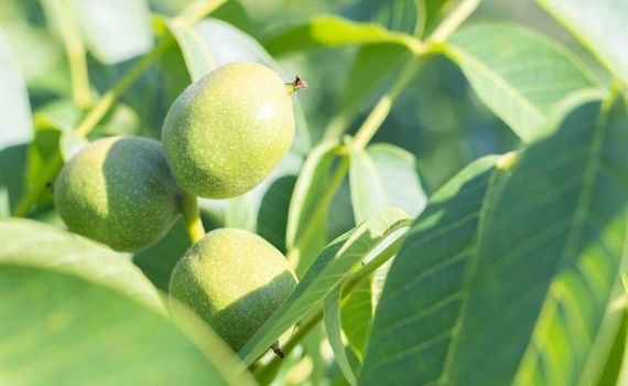 Green young walnuts grow on a tree. Variety Kocherzhenko close-up. The walnut tree grows waiting to be harvested. Green leaves background. Nut fruits on a tree branch in the yellow rays of the sun