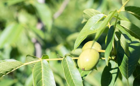 Green young walnuts grow on a tree. Variety Kocherzhenko close-up. The walnut tree grows waiting to be harvested. Green leaves background. Nut fruits on a tree branch in the yellow rays of the sun