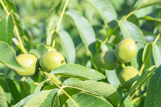 Green young walnuts grow on a tree. Variety Kocherzhenko close-up. The walnut tree grows waiting to be harvested. Green leaves background. Nut fruits on a tree branch in the yellow rays of the sun