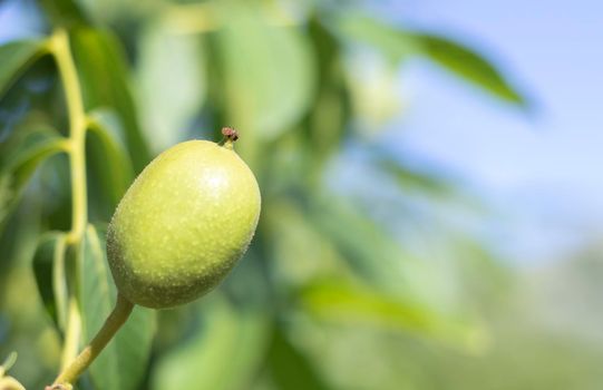 Green young walnuts grow on a tree. Variety Kocherzhenko close-up. The walnut tree grows waiting to be harvested. Green leaves background. Nut fruits on a tree branch in the yellow rays of the sun