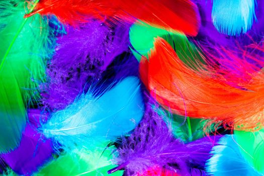 Beautiful background of colorful tropical birds feathers. Bird natural pattern. Close-up top view. Abstract shot. High quality photo