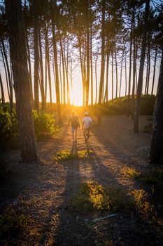 Surfers walking through the pine forest at sunset on top of a sand dune in Maceda, Ovar - Portugal.