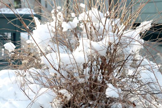 Dry gray bushes under the snow in the park