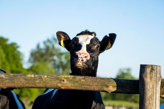 Beautiful close up on a young black and white cow on a farm looking in a camera behind the fence summer pasture