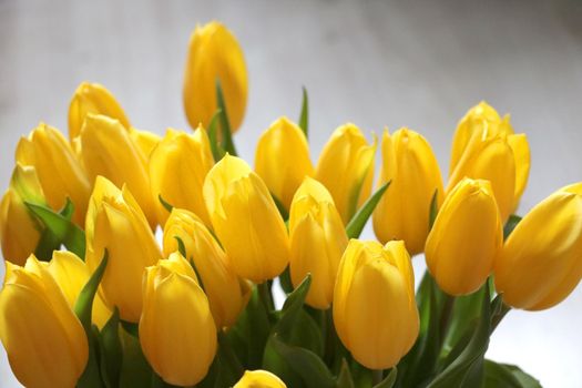 Beautiful bright yellow bouquet of flowering tulips in a vase