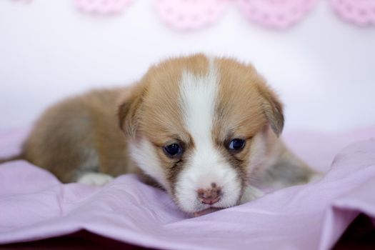 corgi puppy in a pink blanket. Welsh corgi pembroke cute dog