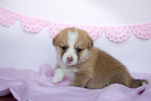 corgi puppy in a pink blanket. Welsh corgi pembroke cute dog