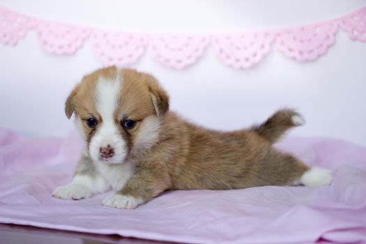 corgi puppy in a pink blanket. Welsh corgi pembroke cute dog