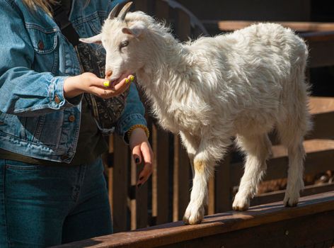 a woman hand feeds a little goat kid on the farm. the goat got out on the fence, I will fence. High quality photo