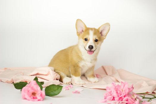 Welsh corgi pembroke puppy in flowers