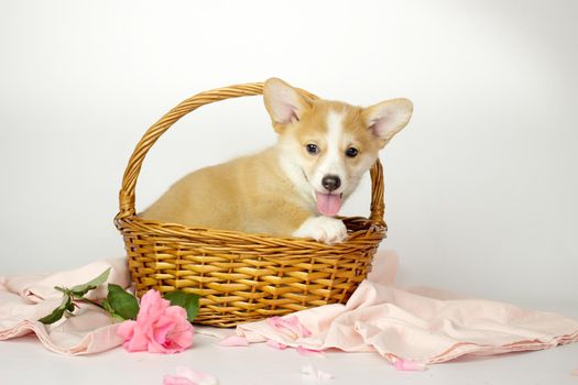 A cute Welsh corgi puppy is sitting in a basket, with flowers isolated on a white background. cute pets concept