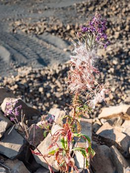 Blossing flower or thistle in open uarry. Spectacular view of quarry open mining of basalt stones. Process production stone and gravel. 