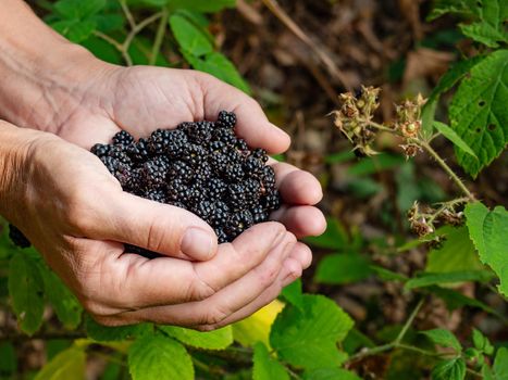 Fresh forest blackberry in the female palm on the green natural. A girl harvests wild blackberries in the forest.