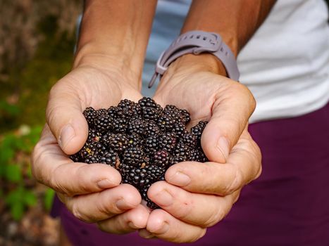 Girl shows palms full of fresh blackberries. The woman stretches out her hands with full palms in front of her body.