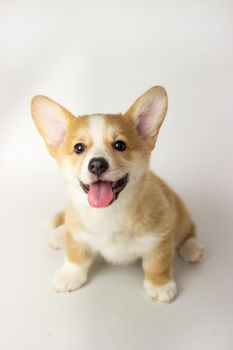 Cute Puppy Corgi Pembroke on a white background