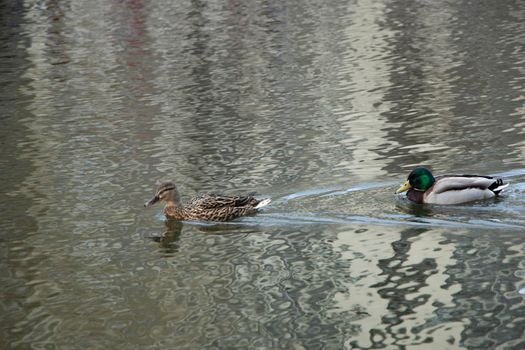 Two wild ducks swimming on river. High quality photo. Mallard