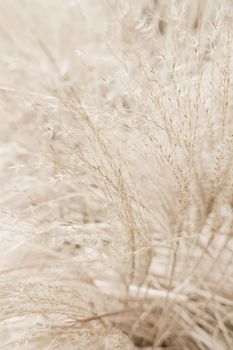 Beauty in nature, balanced lifestyle, environmental concept - Rustic autumn field