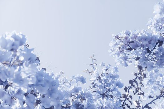 Flower background, spring nature and botanical beauty concept - Blue floral composition