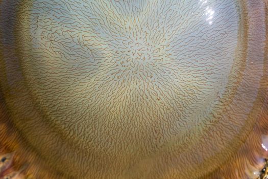 Large transparent jellyfish washed ashore close up