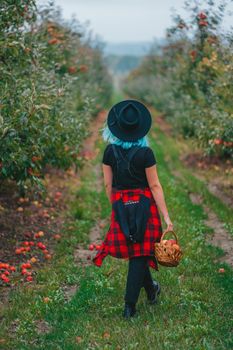 Pretty unusual woman with blue dyed hair walking alone between trees in apple garden at autumn season. Girl goes ahead away from camera. Organic, nature concept. High quality FullHD footage