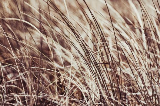 Beauty in nature, balanced lifestyle, environmental concept - Rustic summer field