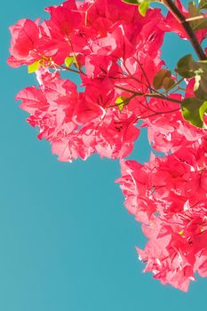 Floral background, spring nature and botanical beauty concept - Coral blooming flowers and blue sky, feminine style background