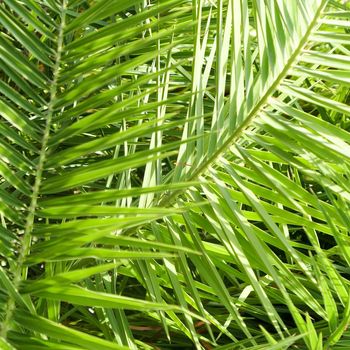 Exotic vacation, botanical background and summer travel concept - Palm leaves in summertime