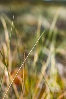 Beauty in nature, balanced lifestyle, environmental concept - Rustic spring field