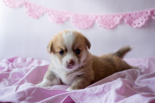 corgi puppy in a pink blanket. Welsh corgi pembroke cute dog