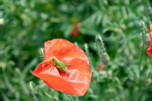 small green grasshopper sitting on scarlet blooming poppy natural flower background sunny summer day. High quality photo