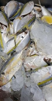 Selective focus Fresh fisheries product yellowstripe scad fish or yellowstripe trevally or yellow banded trevally, smooth tailed trevally, slender scaled trevally, slender trevally or selar kuning