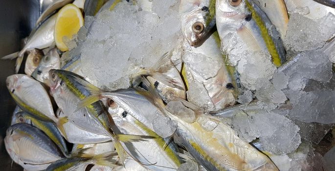 Selective focus Fresh fisheries product yellowstripe scad fish or yellowstripe trevally or yellow banded trevally, smooth tailed trevally, slender scaled trevally, slender trevally or selar kuning