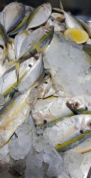 Selective focus Fresh fisheries product yellowstripe scad fish or yellowstripe trevally or yellow banded trevally, smooth tailed trevally, slender scaled trevally, slender trevally or selar kuning