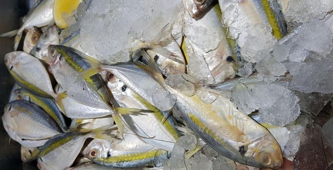 Selective focus Fresh fisheries product yellowstripe scad fish or yellowstripe trevally or yellow banded trevally, smooth tailed trevally, slender scaled trevally, slender trevally or selar kuning