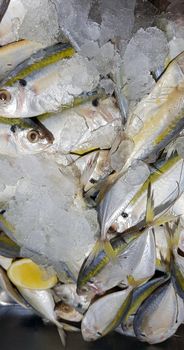 Selective focus Fresh fisheries product yellowstripe scad fish or yellowstripe trevally or yellow banded trevally, smooth tailed trevally, slender scaled trevally, slender trevally or selar kuning