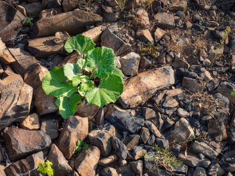 Green leaves of thistle in open mine. Basalt rock quarry in evening sun