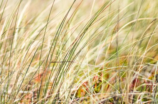 Beauty in nature, balanced lifestyle, environmental concept - Rustic spring field