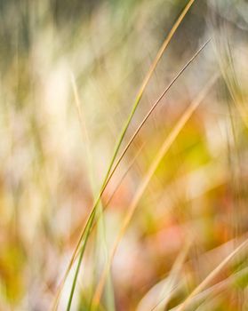 Beauty in nature, balanced lifestyle, environmental concept - Rustic spring field